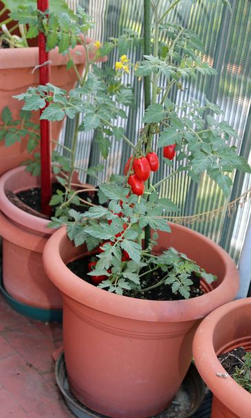 Wazon okrągły z uprawy roślin czerwone pomidory w ogrodzie miejskiego - Zdjęcie, obraz