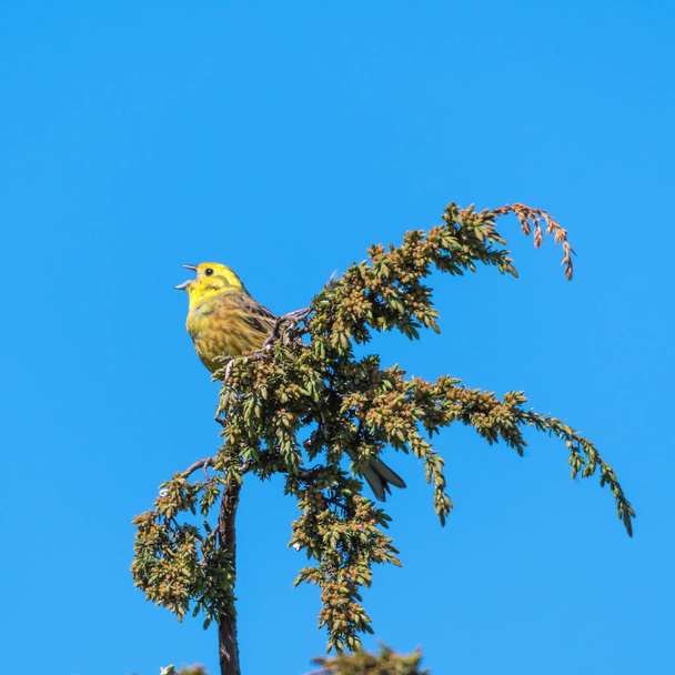 Hermoso pájaro cantor amarillento en una ramita de enebro
 - Foto, Imagen