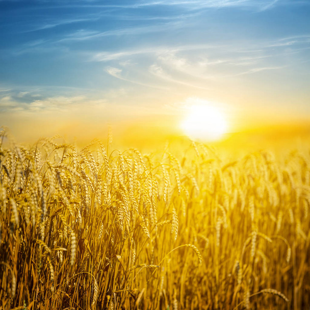 closeup evening summer wheat field scene - Photo, Image