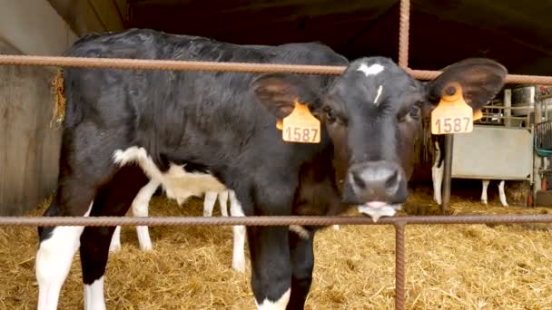 Portrét telete po vypití mléka na farmě. Mladá černá a bílá Holstein kráva uvnitř stodoly zemědělci. - Záběry, video
