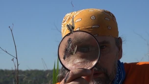 Man met baard onderzoekt met vergrootglas. Overwegen muggen gevangen in het web - Video