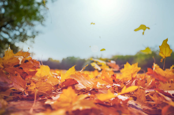 Színes sárga levelek az őszi szezonban. Közelről lőtték le. Alkalmas háttér kép. - Fotó, kép