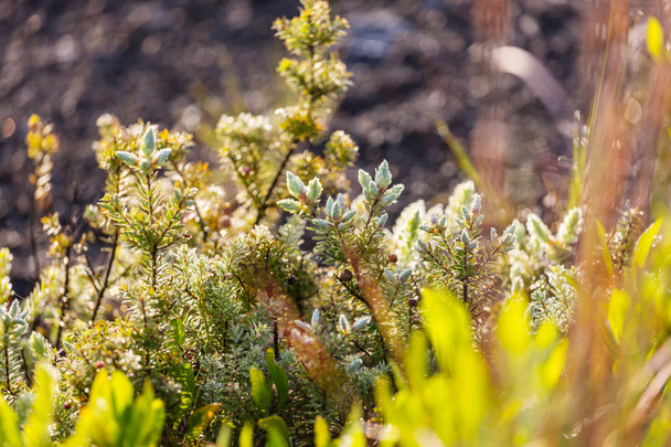 Влажная зеленая флора на острове Гавайи
 - Фото, изображение