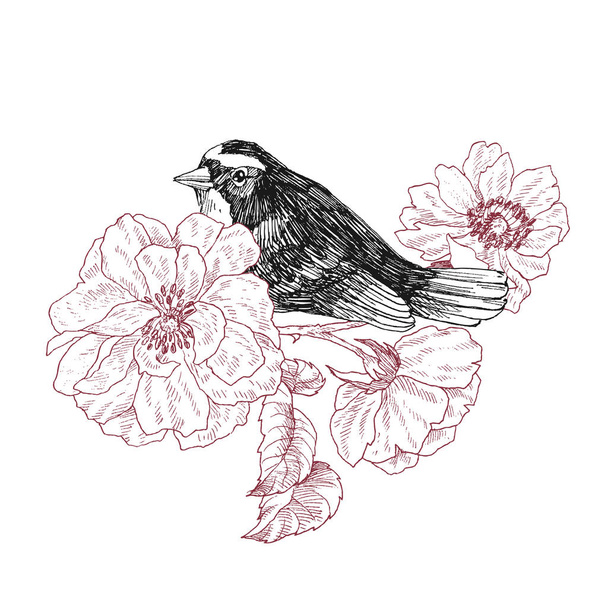 Bird hand drawn in vintage style with garden roses flowers. Spring bird sitting on blossom branches. Linear engraved art. Bird concept. Romantic concept. Vector design - Vektor, kép