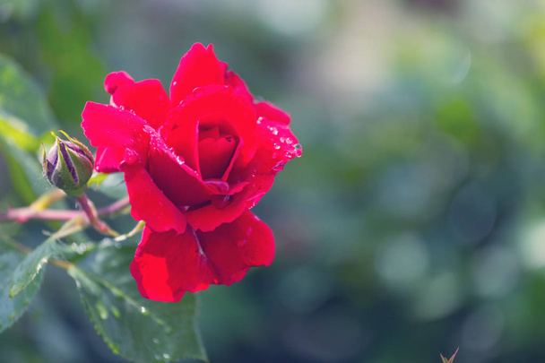 rosa roja, hermoso fondo de la naturaleza
 - Foto, Imagen