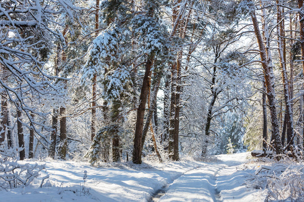 Scenic besneeuwd bos in het winterseizoen.   - Foto, afbeelding