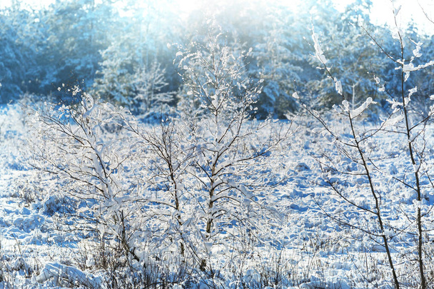 Bosque cubierto de nieve en temporada de invierno.   - Foto, imagen