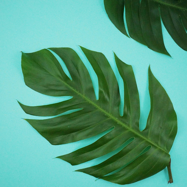 Tropical palm leaves on green background. - Фото, зображення