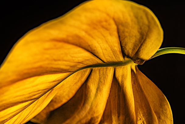vista de cerca de la hoja amarilla, aislado en negro
 - Foto, Imagen