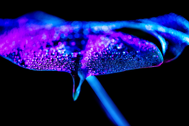 close up of blue tropical leaf with water drops, isolated on black - Foto, Imagem