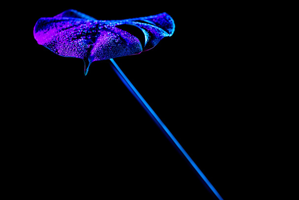 imagen tonificada de hoja tropical azul con gotas de agua, aislada en negro
 - Foto, imagen