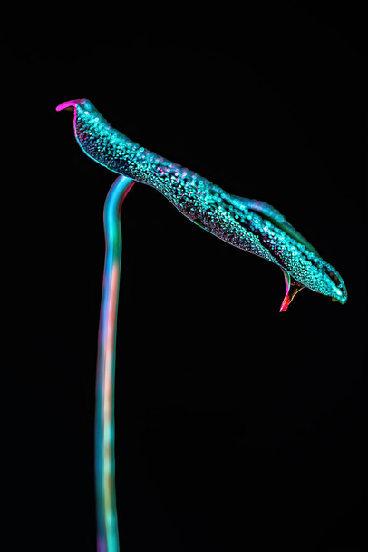 getöntes Bild eines tropischen Blattes mit Wassertropfen, isoliert auf Schwarz - Foto, Bild