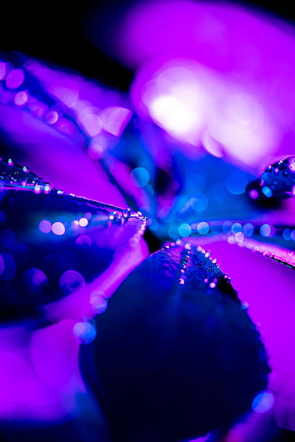 macro fondo con hoja de schefflera azul con gotas púrpuras
 - Foto, imagen