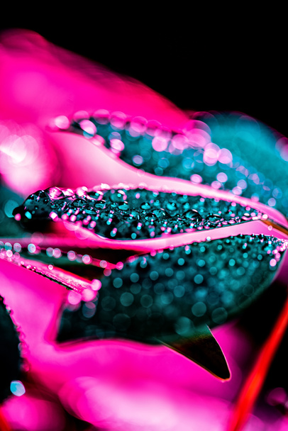 botany texture with schefflera leaf with drops and pink color filter - Photo, Image