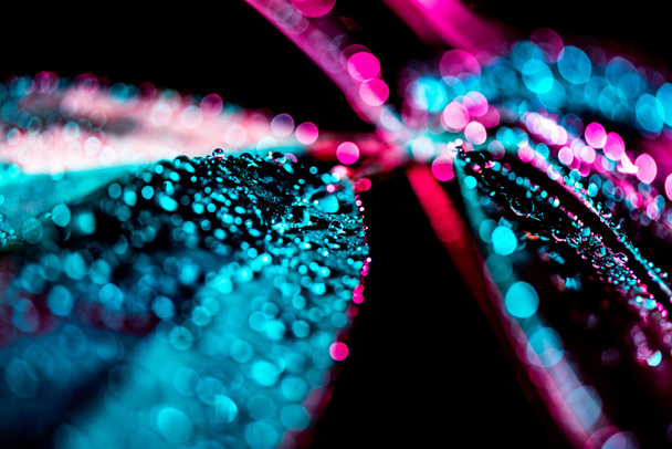 selective focus of background with wet schefflera leaf, pink color filter - Photo, Image