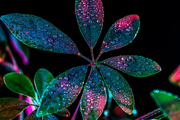 green schefflera plant with drops and pink color filter, isolated on black - Zdjęcie, obraz