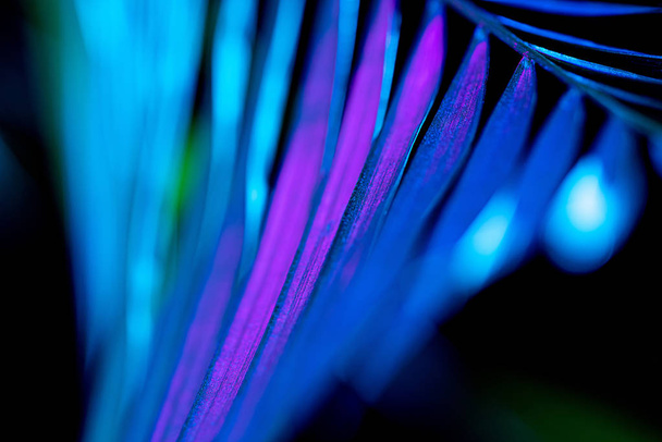 toned image of blue palm leaf, on black - Φωτογραφία, εικόνα