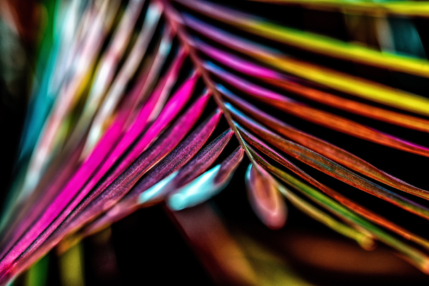 toned image of decorative palm leaf, on black - Foto, Bild