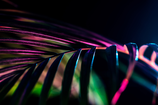 palm leaf with trendy color filter, isolated on black - Фото, изображение
