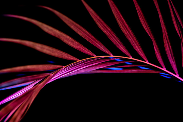 toned image of pink palm leaf, isolated on black - Foto, immagini