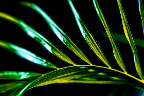 close up de folha de palma verde, isolado em preto
 - Foto, Imagem