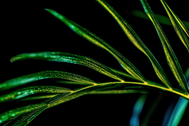 close up de folha de palma verde com gotas, isolado em preto
 - Foto, Imagem