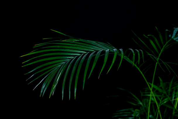 liście palmowe zielone, na czarnym tle - Zdjęcie, obraz