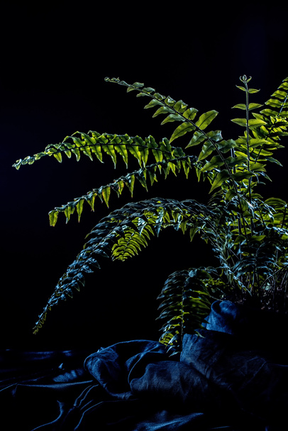 fougère verte plante d'intérieur, sur fond sombre
 - Photo, image