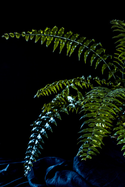 ботанічна зелена рослина з папороті, на чорному тлі
 - Фото, зображення