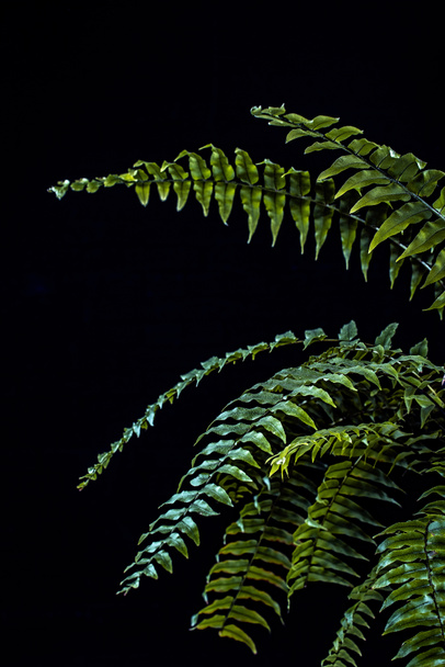 натуральные зеленые листья папоротника, изолированные на черный
 - Фото, изображение