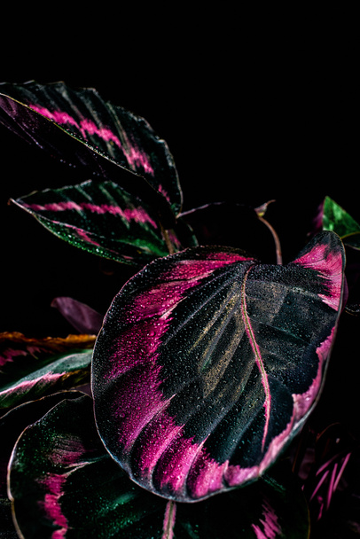 feuilles roses de calathea plante d'intérieur avec des gouttes, isolé sur noir
 - Photo, image