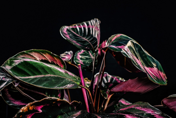wet calathea plant with pink and green leaves, isolated on black - 写真・画像
