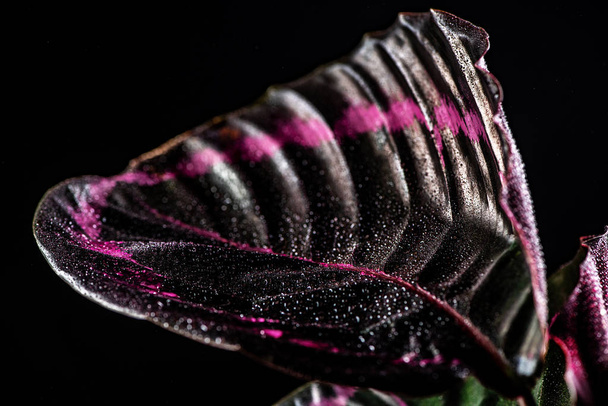 close up of pink leaf of calathea houseplant with drops, isolated on black - Фото, изображение