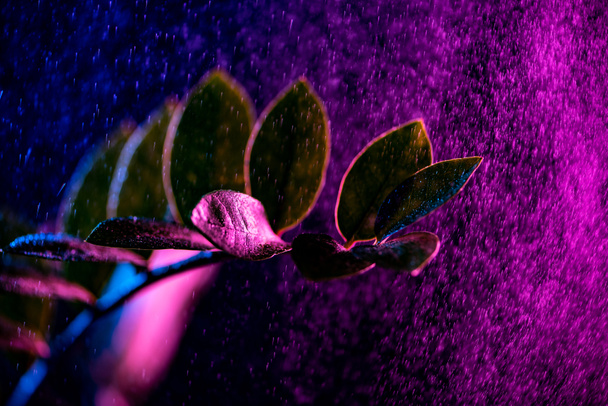 zanzibar gemma pianta d'appartamento con gocce rosa, su nero
 - Foto, immagini