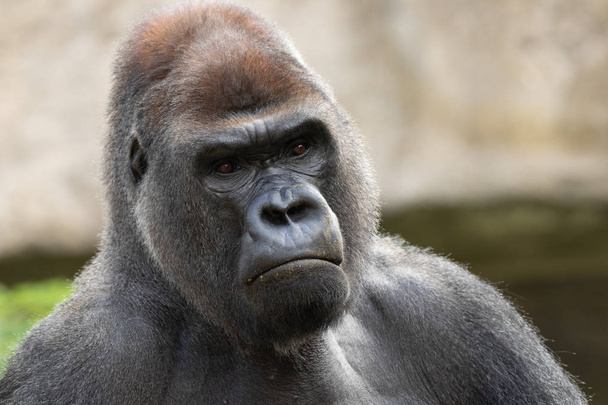 Serious Silverback gorilla (Gorilla Gorilla) portrait in zoo of Madrid, Spain, Europe. - Photo, Image