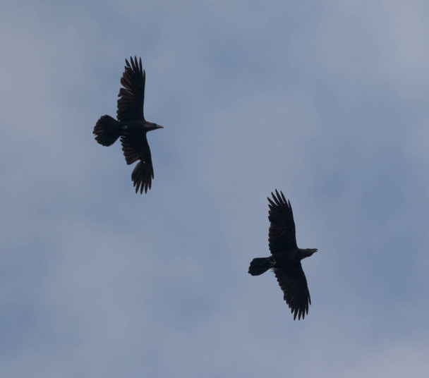 Two ravens(Corvus corax) in fly against blue sky, Podlasie Region, Poland, Europe - Photo, Image