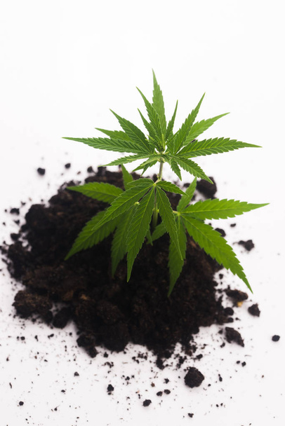 Kannabiskasvi maaperässä valkoisella pohjalla
 - Valokuva, kuva