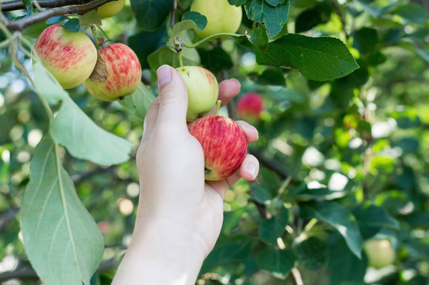 A woman hand picking a red ripe apple from the apple tree - Fotoğraf, Görsel