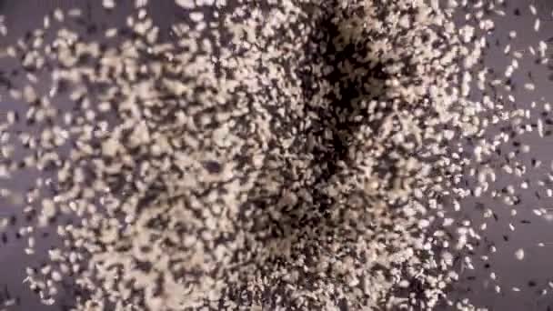 Медленное движение смеси черного и белого кунжута семена падают на серый фон из-под камеры
 - Кадры, видео