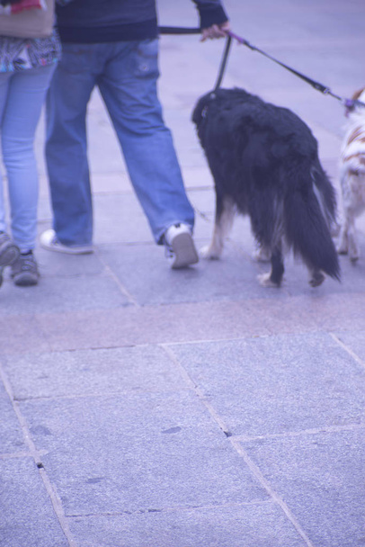 People walking in busy urban city shopping street sidewalk pavement with pet dog on leash. - Photo, Image