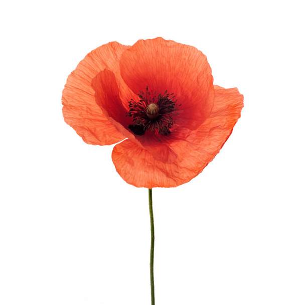 bright red poppy flower isolated on white - Photo, image