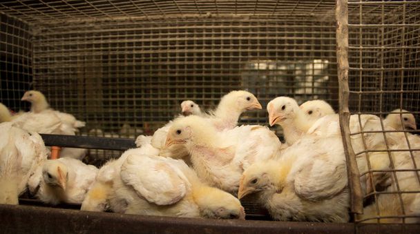 Chickens of meat breed in a cage at poultry farm - Foto, Bild