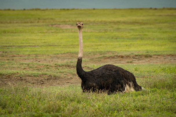 macho avestruz se encuentra en hierba frente a la cámara
 - Foto, imagen
