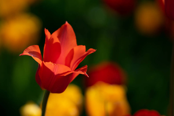 Red tulips with beautiful bouquet background - Φωτογραφία, εικόνα