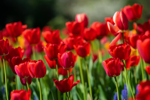 Red tulips with beautiful bouquet background - Photo, Image