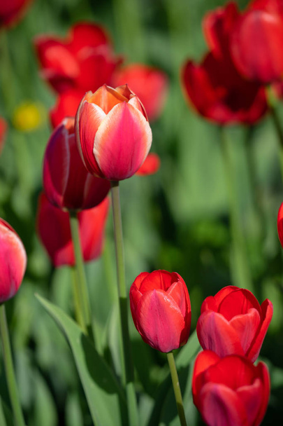 Red tulips with beautiful bouquet background - Fotoğraf, Görsel