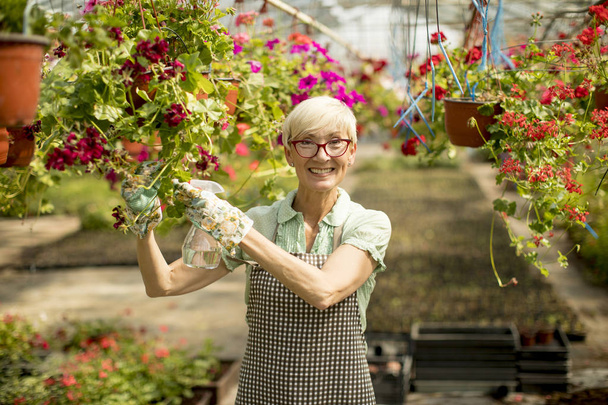 Портрет счастливой старшей флористки стоящей и использующей распылитель в большом цветочном саду
 - Фото, изображение