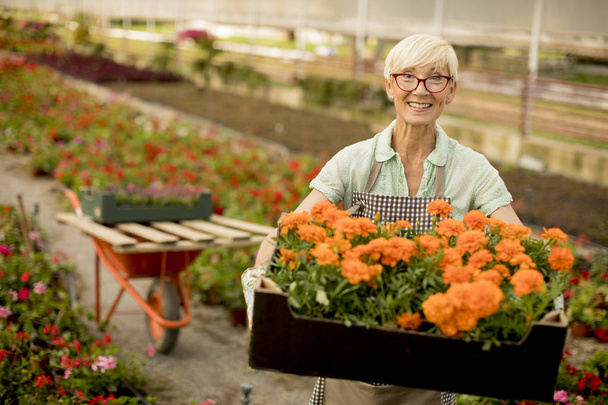 Porträt einer Seniorin, die die Holzkiste mit ein paar Blumentöpfen und Blumen in der Hand hält - Foto, Bild