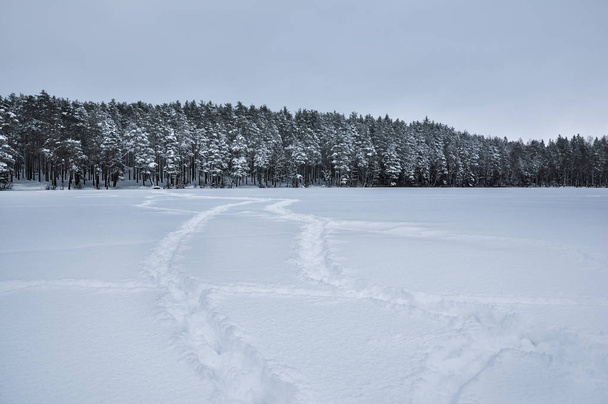 Footsteps tracks on snowed frozen lake against pine forest - Fotoğraf, Görsel