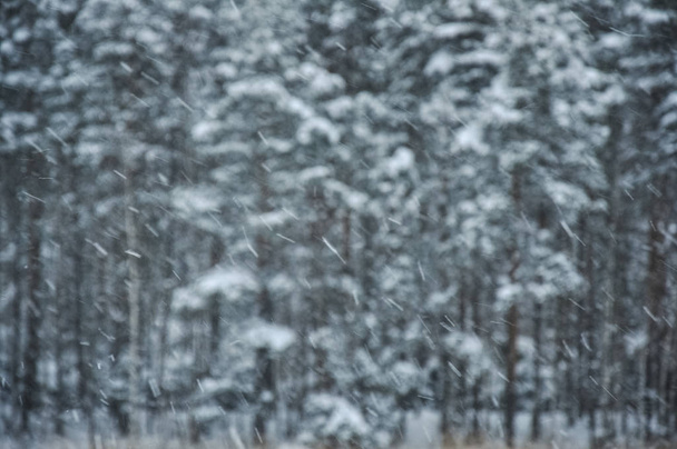 Snowfall against pine forest covered by snow in a cold winter day - Foto, Bild